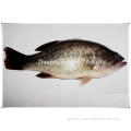 China Good fresh water bass Supplier